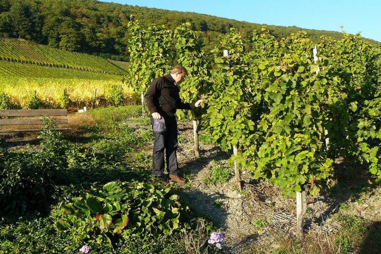 В Швейцарии органическое производство винограда переживает бум